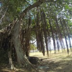 Un Arbre, une rencontre