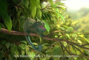 IC2017_Our  Wonderful Nature - The Common Chameleon